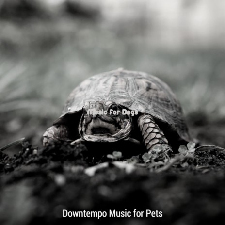 Smoky Ambiance for Pet Birds | Boomplay Music