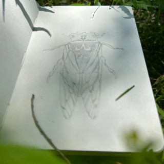 Cicadas