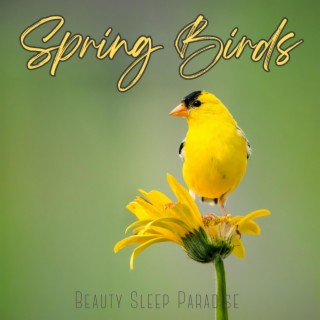 Spring Birds