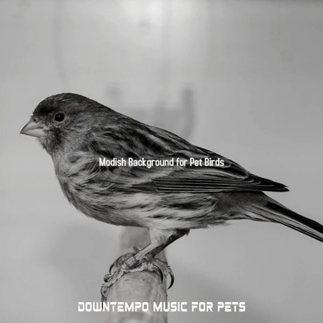 Happy Jazz Guitar Trio - Vibe for Pet Birds