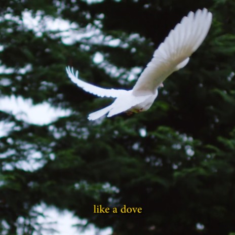 Like A Dove | Boomplay Music