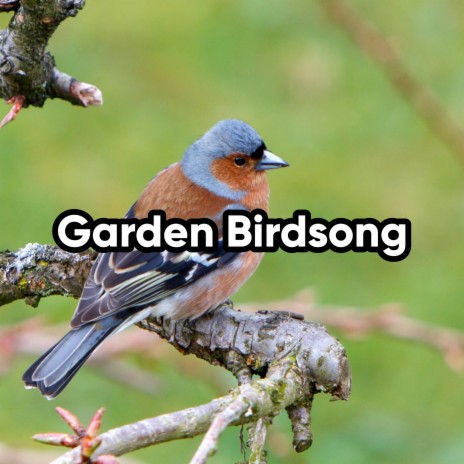 Morning Birdsong | Boomplay Music