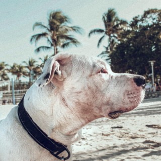 Pitbull