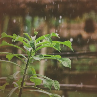 Rain Sounds and Nature for Spa and Relaxation