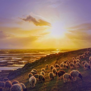 Calming Sheep Sounds for Deep Sleep and Meditation