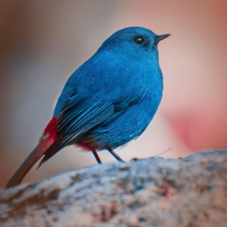 Calming Bird Sounds to help you Sleep and Meditate