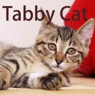 Tabby Cat