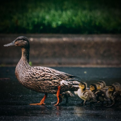 Relaxation with Animal Sounds of Chickens and Ducks ft. Natural Samples & FX & Effects | Boomplay Music