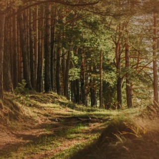 Footsteps in Forest After Rain for Relaxation and Meditation