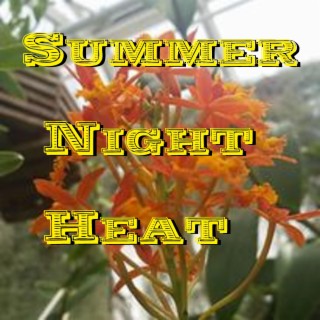 Summer Night Heat