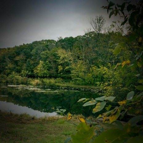 Crickets Sounds to Help with Relaxation and Anxiety Relief ft. Yoga Sounds & Zen Music Garden