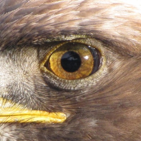 Eagles Eye (Heavy Special Version)