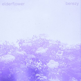 Elderflower