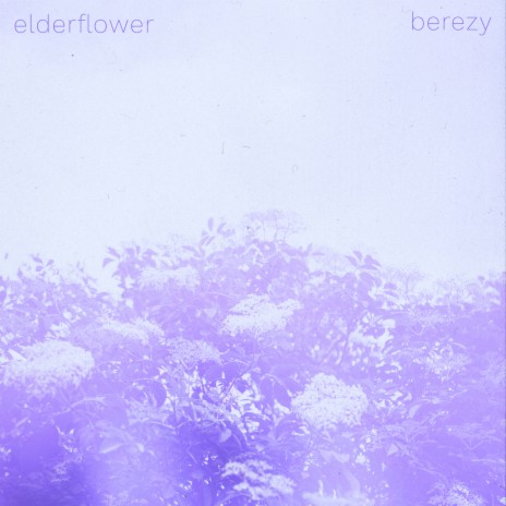 Elderflower | Boomplay Music