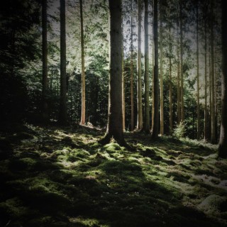 Light Rain and Footsteps in Forest Sounds for Spa and Yoga