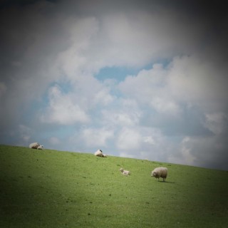 Sheep Baaing Sounds to Relax and Fall Asleep