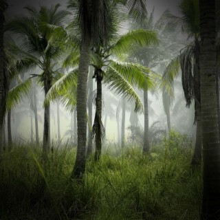 Tropical Storm Sounds for Deep Relaxation and Peaceful Sleep