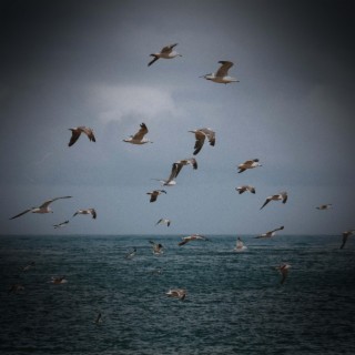 Sea Waves and Seagulls Sounds for Stress Relief