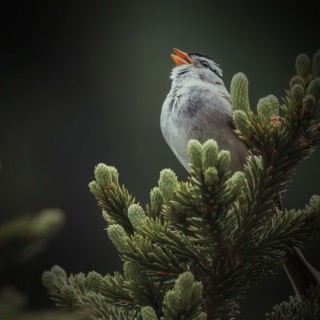 Calmness and Relaxation with Soothing the Sound of Bird Singing