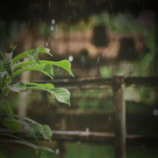 Fall Asleep and Relieve Insomnia with Relaxing Sounds of Rain