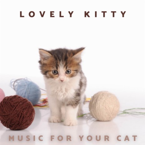 Lovely Kitty | Boomplay Music
