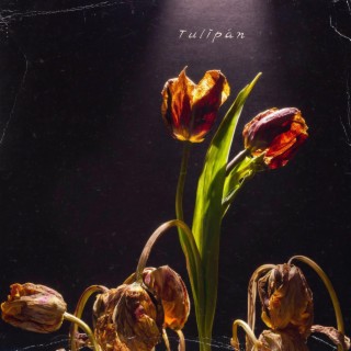 Tulipán lyrics | Boomplay Music