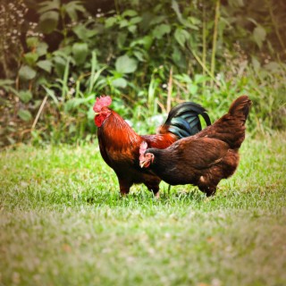 Chicken sounds to Relieve Stress with Calming Animal noise