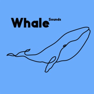 Whale Sounds – Deep Underwater Ocean World Relaxation
