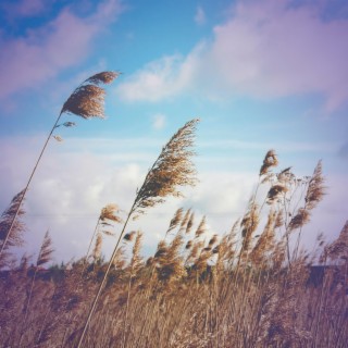 Wind Sounds for Fast Relaxation and Stress Relief