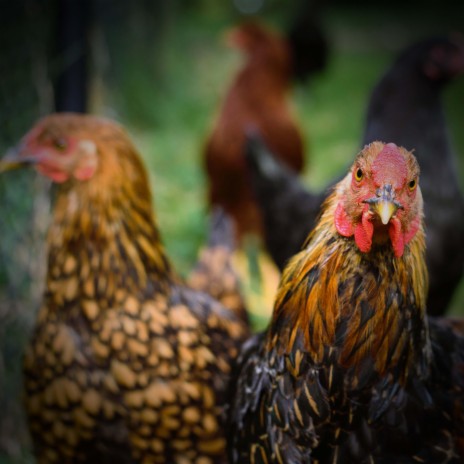 Relieve Stress and Relax with Animal and Chicken Sounds ft. Massage Tribe & Mother Nature FX