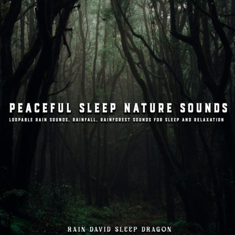 Rainforest Songs | Boomplay Music