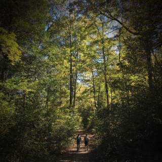 Relaxing Sound of Walking in Forest to Help Relax and Relieve Stress