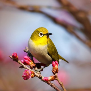 Birds Singing Sounds with Nature to Help Relax and Sleep Better
