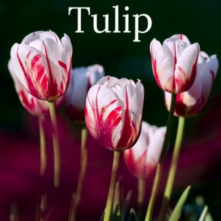 Tulip (V1.0)