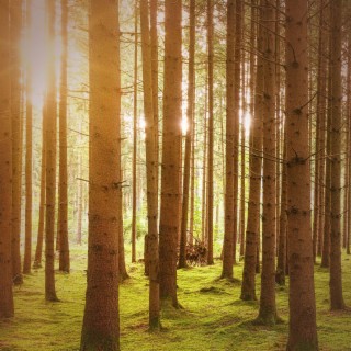 Bird Sounds and Flowing River in Forest for Stress Relief