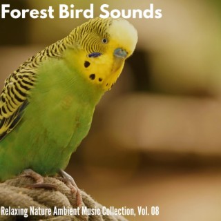Forest Bird Sounds - Relaxing Nature Ambient Music Collection, Vol. 08