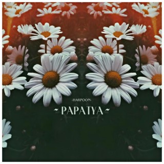 Papatya