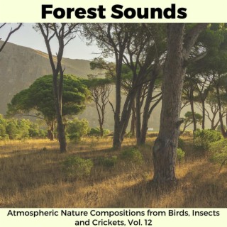 Forest Sounds - Atmospheric Nature Compositions from Birds, Insects and Crickets, Vol. 12