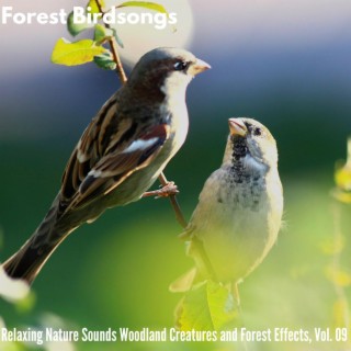 Forest Birdsongs - Relaxing Nature Sounds Woodland Creatures and Forest Effects, Vol. 09