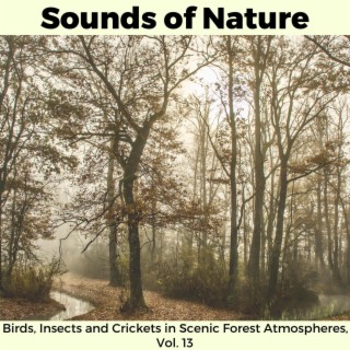 Sounds of Nature - Birds, Insects and Crickets in Scenic Forest Atmospheres, Vol. 13