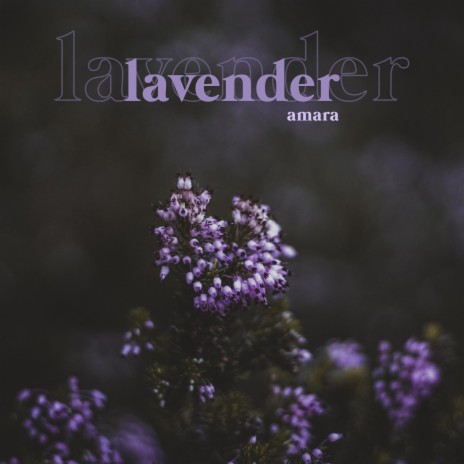 lavender ft. Martin Arteta & 11:11 Music Group | Boomplay Music