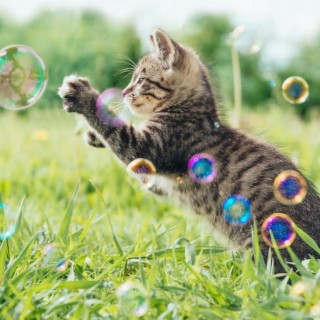 bubbles