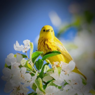 Relaxing Sounds of Birds and Nature for Calmness and Meditation