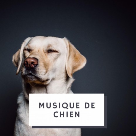 Musique relaxante pour chiens | Boomplay Music