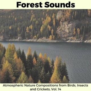 Forest Sounds - Atmospheric Nature Compositions from Birds, Insects and Crickets, Vol. 14