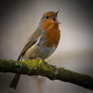 Sound of Bird Singing to Help with Stress Relief and Relaxation