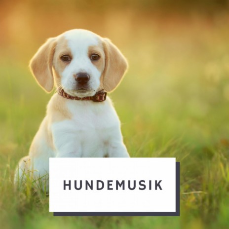 Hundemusik | Boomplay Music