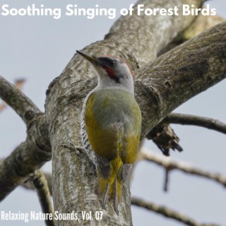 Soothing Singing of Forest Birds - Relaxing Nature Sounds, Vol. 07