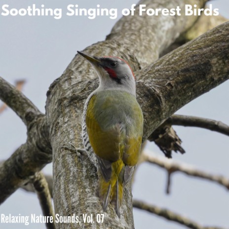 Lifting the Soul Bird Songs | Boomplay Music