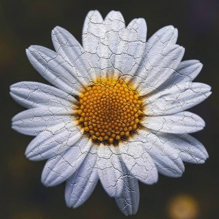 Marguerite